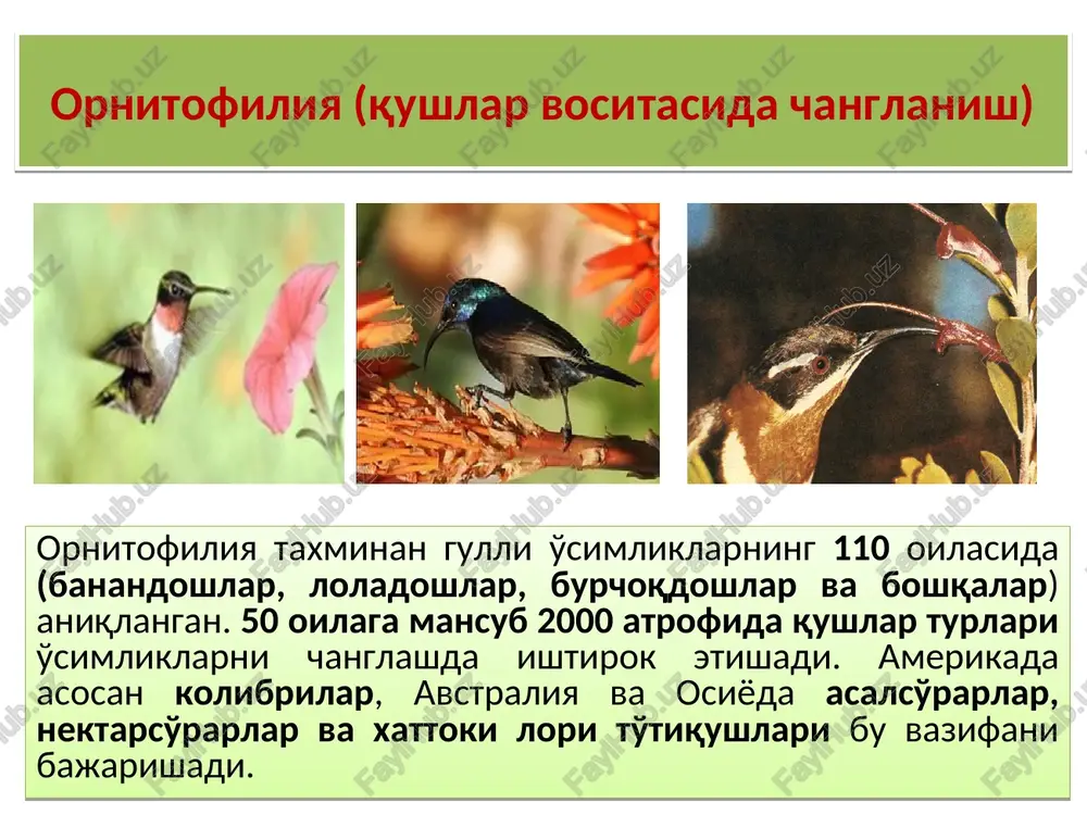 a usulida changlanishlarni amalga oshirishlari mumkin. mushuksimon limur (lemur catta) gullarga asosan tana massasi 100 g atrofida bo'lgan sutemizuvchilar tashrif buyurishadi. ular nektardan qo'shimcha oziq sifatida foydalanishadi. ba'zi bir sutemizuvchilar (masalan, avstraliyada opossumlar) gul changini ham iste'mol qilishadi. madagaskar orolida mushuksimon limur (lemur catta) kaktus (cereus hildmannianus) larning gullarini changlantiradi gul hidiga shaydo bo'lgan kenguru ham gullarni changlantirishi mumkin! mirmekofiliya (chumolilar yordamida changlanish). chumolilarning o'simliklarni changlatishdagi roli unchalik katta bo'lmasa ham, ular turli o'simlik gullaridan shiralar yig'ib, naslining shakarga va oqsil moddalarga bo'lgan talabini qondirishda ishtirok etishadi. chumolilar jamoa bo'lib yashab, juda ham tajavvuzkor bo'lishadi. ular o'simlikka qo'nmoqchi bo'lgan har qanday hasharotga hujum qilishadi va hasharotlar chumolilardan uzoqroq bo'lishga harakat qilishadi. mirmekofiliya (chumolilar yordamida changlanish). chumolilarning tanasi qattiq bo'lib, quruq changlar yopishmaydi, ularning tanasi kichik bo'lganligi tufayli changdon va urug'chi tumshuqchasiga tegmay harakat qilishadi. lekin ular gul qismlarini mexanik ravishda tebratib, o'simlikda avto- va geytonogamiya usulida changlanishiga sababchi bo'lishadi. ayrim …