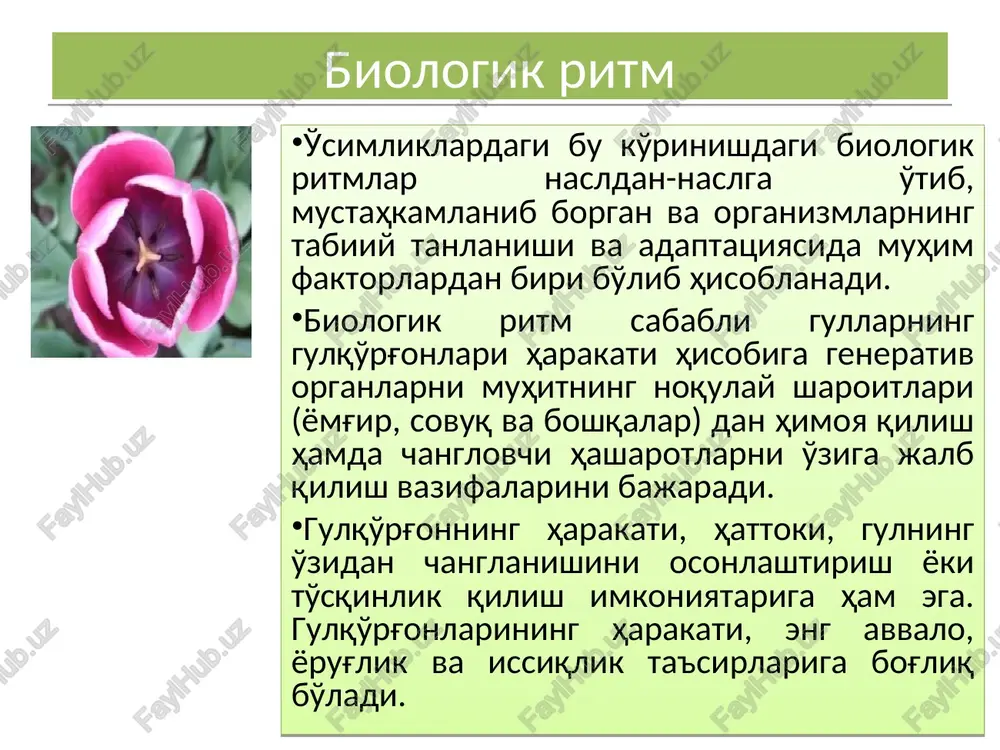 tni tashkil qiladi. gullashning kechki tipi gullashi kechki tipidagi o'simliklarga ta'sir ko'rsatadigan asosiy omil sifatida yorug'likning kamayishi sabab bo'ladi. bunga ignabargli chinnigul (dianthus acicularis) o'simligining gullash tipini misol keltirish mumkin. uning gullari faqat kechqurun soat 18 lar atrofida, quyosh botgandan keyin ochiladi. nomozshomgul (mirabilis)ning gullari kech soat 16 00 dan keyin ochila boshlaydi. uchqat lonicera japonica thunb. o'simligi gullari kech soat 18 00 da ochila boshlaydi. kechki gullash tipidagi o'simlik gullarini tungi changlovchilar – tungi kapalaklar, ko'rshapalaklar va boshqalar changlatadi. ignabargli chinnigul (dianthus acicularis) o'simligining gullash tipi. 1-ochilgan gullar soni; 2-havo harorati; 3-havoning nisbiy namligi; % da olimlar janubiy amerikada viktoriya (victoria regia) o'simligi ustida olib borgan tajribalarida qiziqarli ma'lumotlar olishgan. bu o'simlik gullari odatda, kechqurun, faqat soat 18 atrofida ochiladi. bu jarayon taxminan 30 daqiqa davom etadi. o'simlik g'unchalarining ochilishini ta'minlash maqsadida kunning boshqa muddatlarida sun'iy ravishda (oranjeriyada) qorong'ilashtirilganda ham natija bermagan va o'simlik gullari soat 18 da 30 …