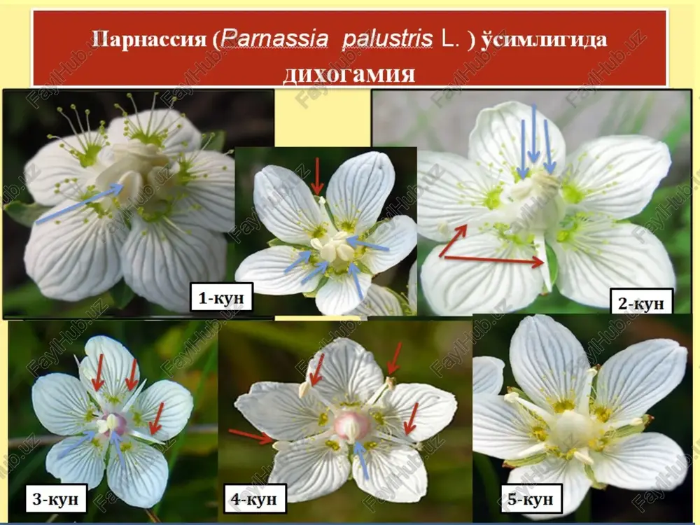 ina shu oilaga mansub mushukquyruq (alopecurus pratensis) o'simligida kuzatiladi. mushukquyruq to'pgulidagi gullarining urug'chilik fazasi 3 kun davom etadi. urug'chilari qurib bo'lgandan keyin, to'pgulning yuqori qismidagi gullarida changdonlar etila boshlaydi, lekin bu vaqtda to'pgulning pastki qismlarida urug'chi fazasidagi gullar mavjud bo'ladi. to'pgullarda urug'chi hamda changchi fazalarining bir vaqtga to'g'ri kelishi atiga bir kun davom etadi. bunday hollarda geytonogamiya ham sodir bo'lishi mumkin, albatta. changchi fazasi 2-3 kun davom etadi. bitta to'pgulning gullash davri esa 6-7 kungacha davom etadi. gerkogamiya o'simlik gullarida o'zidan changlanishining oldini olish maqsadida xosil bo'lgan moslanishlardan yana biri bu – gerkogamiyadir. gerkogamiyada gul jinslari bir-biridan har-xil uzunlikda bo'ladi. gerkogamiya tipidagi moslanishlarni loladoshlar, gulsafsardoshlar, ayrim karamdoshlar, yalpizdoshlar, yoronguldoshlar kabi oila vakillarida uchratish mumkin. urug'chi gulqo'rg'onlarga nisbatan juda uzun o'sib ketadi, changchilar esa juda kalta bo'ladi. odatda, bunday xollarda avtogamiya ko'rinishidagi o'zidan changlanish imkoniyati bo'lmaydi. liliya yoki piyozgul (lilium sp.) da gerkogamiya: 1– urug'chi changchilardan uzunroq joylanishi; 2–tumshuqchaning changchilarga qarab …