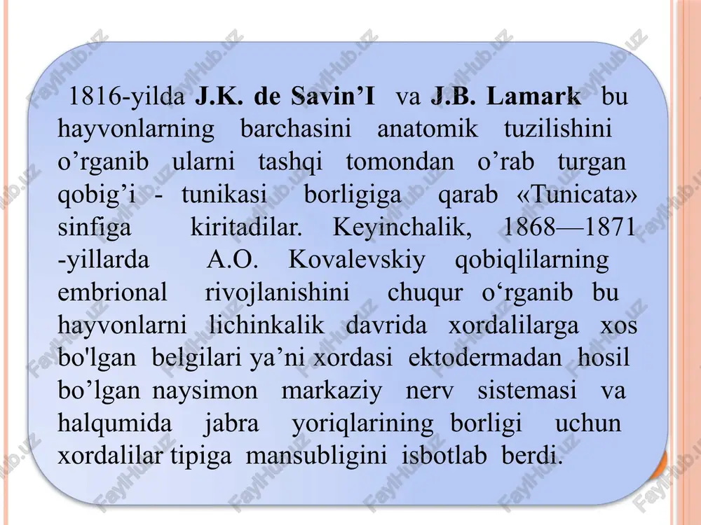 uxumdan chiqqandan keyin bir necha soat o'tgach, yopishish so'rg'ichlari yordamida suv tubidagi birorta supstratga yopishib metamorfozni boshidan kechiradi. bunda lichinkaning dumi va dumidagi muskuli, xordasi markaziy nerv sistemasining ko'p qismi butunlay yo‘q bo'lib ketadi. nerv sistemasining qolgan qismi zichlashib, nerv tugunchasiga aylanadi, sezuv organlari batamom yo'qoladi. lichinkalik davrida shakllanib kelayotgan tashqi tunika qavati juda tez o’sadi. halqumi va orqa ichak ochiladigan atrial bo'shliq kat- lalashadi jabra yoriqlarining soni ko'payadi. og'iz va anal teshiklari yuqoriga joylashadi. natijada harakatchan lichinka harakat qilmay bir joyda yashaydigan qopsimon voyaga yetgan assidiyaga aylanadi va tashqi tomondan qalin qobiq-tunika bilan o'ralib oladi. assidiyalar kurtaklanish orqali jinssiz yo‘l bilan ham ko‘payadi. bunda ularning qorin tomonida kurtak hosil qiluvchi stolon deb ataladigan bo’rtma hosil bo'ladi. shu bo'rtmada kurtaklar paydo bo'ladi va assidiyaning barcha organlari ushbu kurtaklardan yuzaga keladi. yakka assidiyalarda kurtak stolondan ajralib chiqib yakka assidiyalarga aylanadi. koloniya bo’lib yashaydigan assidiyalarda esa kurtak ajralmasdan ona assidiyalarda qoladi. shunday …