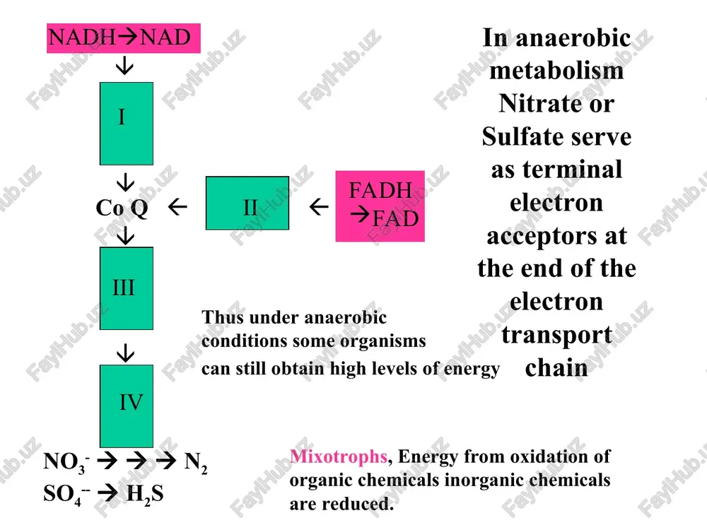 recipitated minerals mixed with seawater/ 270-380oc life in hydrothermal vents bacteria live in the gi tract of tube worms/ the gills of mussels and clams. tube worms/mussels/clams provide co2 as a carbon source for the bacteria. the bacteria oxidize hydrogen sulfide and thiosulfate to h2so4 for energy and reducing power and use this for the assimilation of co2. 4. wastes from bacterial metabolism feed the larger animals there is no sunlight at these depths in the ocean yet niches around the vents are robust with life. chemolithotrophs serve as primary producers significance of sulfur and iron oxidation pollution/acid mine drainage (thiobacillus and metallogenium spp.) strip coal mining exposes the pyrite (fes2) in coal to oxygen. 2. bacteria oxidize ferrous iron to ferric iron 3. oxidation of sulfides to sulfuric acid greatly reduces the ph of the water 4. ferric iron reacts with water to form iron iii hydroxide (fe(oh)3) which …