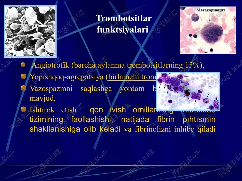 sitlarning umr ko'rish davomiyligining pasayishi va trombotsitlarga qarshi otoantikorlarning ta'siri tufayli ularning yo'q qilinishining ko'payishi bilan bog'liq. kasallik (chron.) ko'pincha 20-40 yoshli ayollarda uchraydi va ko'p hollarda uzoq muddatli indolent kurs bilan tavsiflanadi (ko'p oylar va yillar davomida). etiologiya va patogenez kasallikning sababi asosan taloqda limfotsitlar va plazmotsitlar tomonidan sintez qilinadigan antitrombotsit otoantikorlar bo'lib, ular ig g, kamdan-kam hollarda ida yoki immunoglobulinlarning ikkala sinfi. trombotsitlarga qarshi antikorlar ularning membranasida joylashgan trombotsitlar antijenlari bilan bog'lanadi antikorlar bilan bog'langan trombotsitlar qisqartirilgan hayot davriga ega (7-10 kun o'rniga o'nlab daqiqadan 2-3 kungacha) va taloq fagotsitlari bilan bog'langanidan keyin qon oqimidan chiqariladi. fc- retseptor utrombotsitlar hayotining qobig'i trombotsitopoezni rag'batlantirishga olib keladi, natijada suyak iligida megakaryotsitlar sonining ko'payishi aniqlanadi klinik ko'rinish (tugatish) ob'ektiv tekshiruvda kapillyarlarning mo'rtligi uchun ijobiy namunalar aniqlanadi ("chimchilash","turniket"). limfa tugunlarining kattalashishi, jigar va taloq qayd etilmagan. og'ir va uzoq muddatli qon ketish bilan anemiya sindromi rivojlanishi mumkin (zaiflik, charchoq, jismoniy mashqlar paytida …