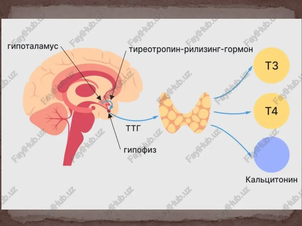 chi darajali gipotireozda – past yoki norma. t4 (erkin tiroksin), t3 (erkin triyodtironin) – past bo‘ladi. antitireoid antitanachalar (anti-tpo, anti-tg) – autoimmun tireoiditda musbat. qo‘shimcha laborator belgilar qonda xolesterin va triglitseridlar ko‘tariladi. anemiya (normotsitar, gipo-xrom yoki megaloblast anemiyaga o‘xshash). kreatinin fosfokinaza (kfk) ko‘tarilishi mumkin. 3. instrumental tashxis qalqonsimon bez utt – hajmi, tuzilishi, tugunlar. radioaktiv yod bilan tekshiruv – yod yutilishi kamayadi. mri yoki kt – gipofiz/gipotalamus patologiyasini aniqlashda. 4. differensial tashxis depressiya, anemiya, nefrotik sindrom, gipotermiya sababli koma. goitersiz gipotireozni boshqa endokrin kasalliklardan farqlash. tashxis mezonlari: klinik belgilar (miksidema, sovuqsevarlik, sekinlik). qon tahlili: t4 past, tsh yuqori (birlamchi holatda). qo‘shimcha tekshiruvlar: autoimmun markerlar, utt. davolash gipotireozni davolashning maqsadi — qalqonsimon bez gormonlari yetishmovchiligini to‘ldirish, almashinuv jarayonlarini normallashtirish va klinik belgilarni bartaraf etishdir. 🔹 1. asosiy davolash – o‘rnini bosuvchi gormon terapiyasi 👉 levotiroksin natriy (l-t4) – tanlov dorisi. doza: odatda 1,6–1,8 mkg/kg/kun (individulal ravishda yosh, tana vazni, yurak holatiga …