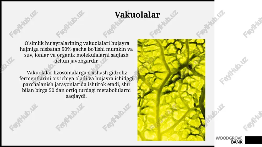 o'simliklar hujayrasiga xos xususiyatlar - Page 5