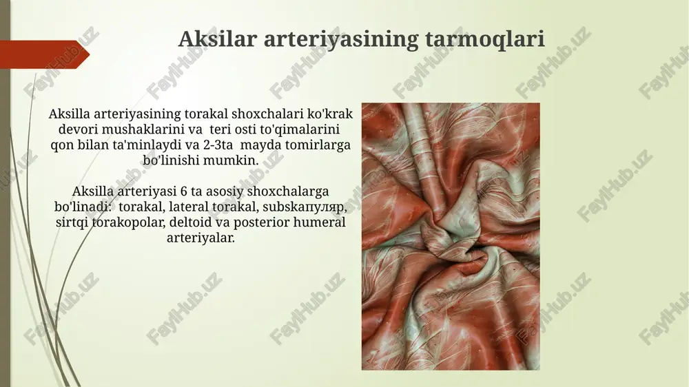 oʻmrov osti va yelka sohalari arteriyalarining anatomiyasi - Page 5