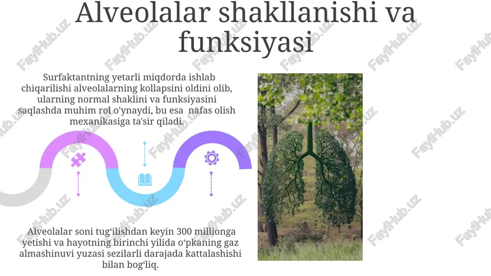 oʻpkaning morfologik rivojlanishi va strukturaviy buzilishlar - Page 5