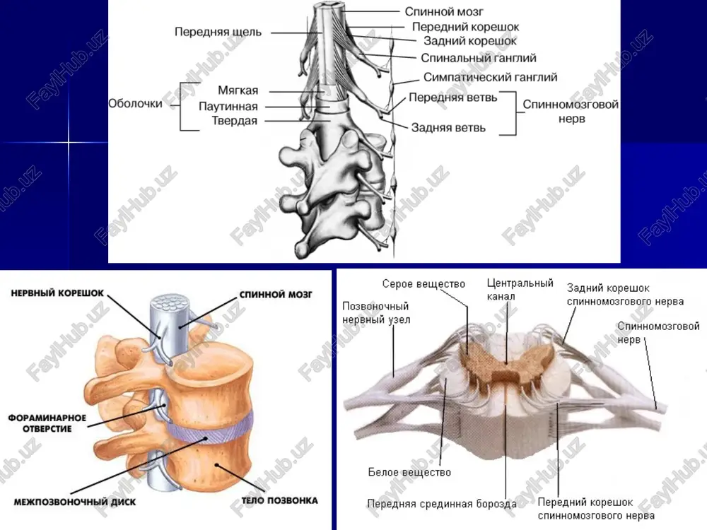 - 6 cm by bone resection. osobennosti krovosnabjeniya nerva features nerve blood supply krovosnabjenie nerva – segmentarnoe, ot arteriy idushix ryadom ili ot mishechnix arterialnix vetvey. poetomu immobilizatsiya nerva na bolshom protyajenii s tselyu sopostavleniya kraev privodit k rasstroystvam krovosnabjeniya, a sledovatelno uxudshayutsya usloviya dlya protsessa regeneratsii. the blood supply to the nerve - segmental, going from arteries near or on the muscular arterial branches. mexanizm vosstanovleniya funktsiy konechnosti posle operatsii recovery mechanism limb function after operation uollerovskoe pererojdenie – degeneratsiya nerva – demielinizatsiya aksonov (ostaetsya soedinitelno-tkannaya osnova, t.e. shvannovskie obolochki) rost (regeneratsiya) nervnix volokon (rost aksonov 1 – 1,5 mm v sutki). atrofiya ispolnitelnix organov (tkani, sustavnaya obolochka, sustavi). wallerian degeneration - degeneration of nerve - axonal demyelination (connective tissue remains the foundation, that is schwann sheath) height (regeneration) of nerve fibers (axons growth 1 - 1.5 mm per day). atrophy of the executive bodies (tissue, synovial membrane joints). …