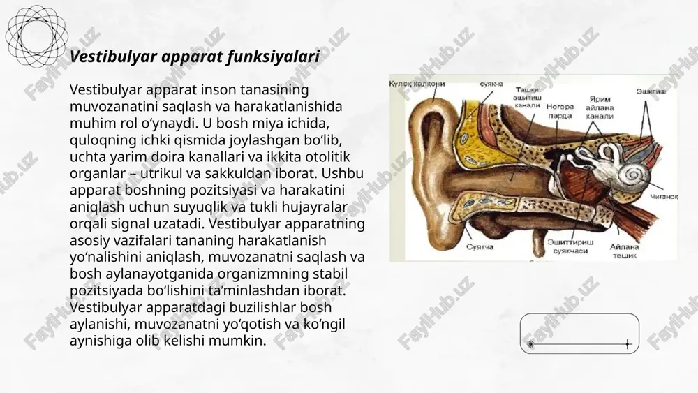 ichkiquloqtuzilishi.tovusho‘tqazishmexanizmi - Page 5
