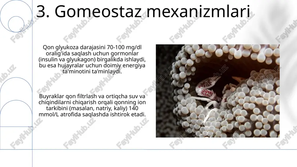 postembrional rivojlanish umumiy qonuniyatlar - Page 5