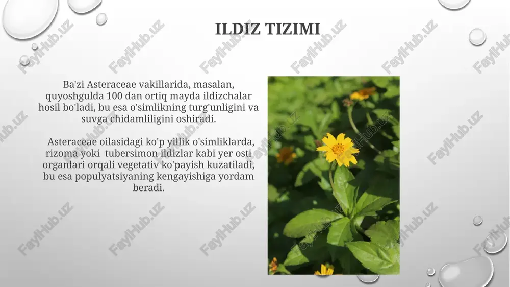 asteraceae oilasi - Page 5