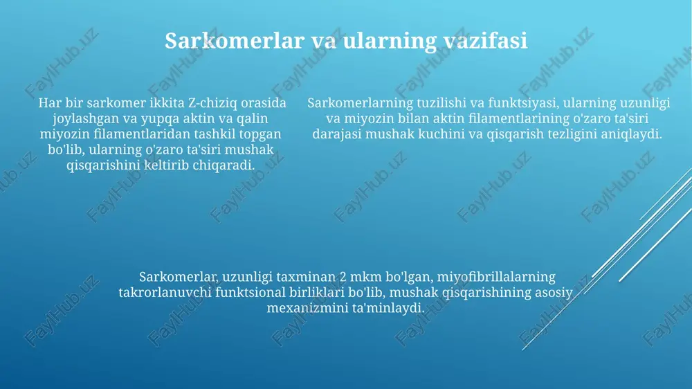 aning fazoviy orientatsiyasi va harakatlanishi ta'minlanadi. yugurish, sakrash kabi harakatlar paytida 300 ga yaqin mushak tolasi faol ishtirok etib, kuchli impulslar hosil qiladi va qon aylanishini tezlashtiradi. yugurish, sakrash kabi harakatlar paytida 300 ga yaqin mushak tolasi faol ishtirok etib, kuchli impulslar hosil qiladi va qon aylanishini tezlashtiradi. skelet mushaklarining ta'rifi ularning asosiy tarkibiy birligi – miyofibrillalar bo'lib, aktin va miozin oqsillaridan tashkil topgan sarkomerlardan iborat va mushak qisqarish mexanizmini ta'minlaydi. skelet mushaklari taxminan 650 ta alohida mushakdan iborat bo'lib, tananing 40-50% ini tashkil etadi va harakatlanish, pozani saqlash va issiqlik hosil qilishda muhim rol o'ynaydi. skelet mushaklari tezda qisqara oladi, ammo charchashga moyil va nerv tizimi tomonidan ixtiyoriy boshqariladi, bu ularning harakatlarimizni nazorat qilish imkonini beradi. nerv-mushak sinapsi nerv-mushak sinapsida neyrotransmitterlar, masalan, atsetilxolin, presinaptik neyronlardan sinaptik yorig'iga 100-200 nanometr masofaga chiqariladi va mushak tolasi membranasidagi retseptorlar bilan o'zaro ta'sirlashadi. har bir nerv tolasi bir nechta (o'rtacha 150 ga yaqin) …