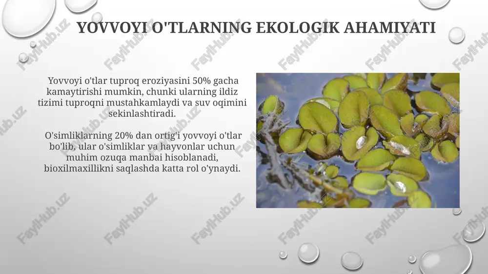 yovvoyi o'tlarning tabiatdagi roli - Page 5