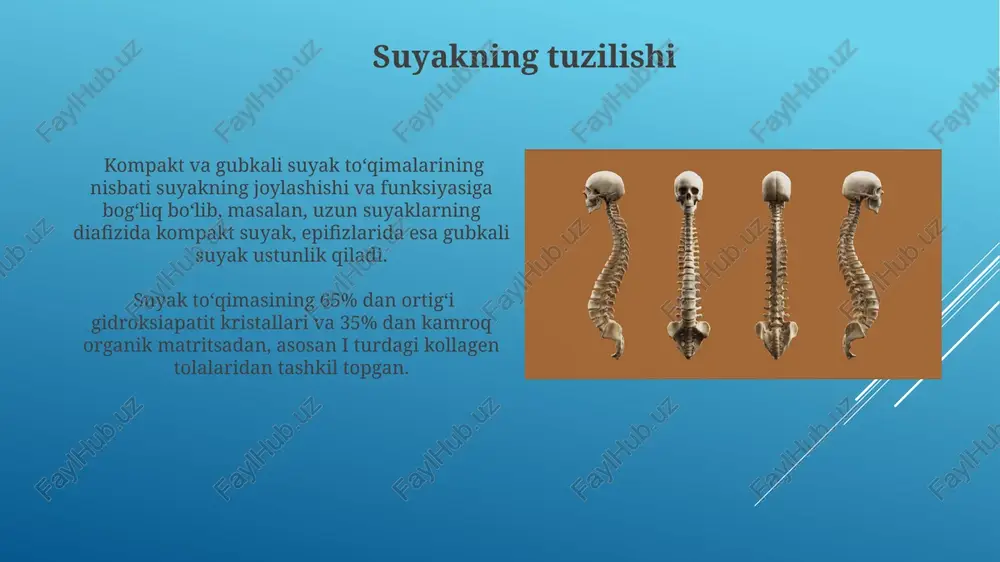 suyaklarning oʻsishi va taʼsir etuvchi omillar - Page 5