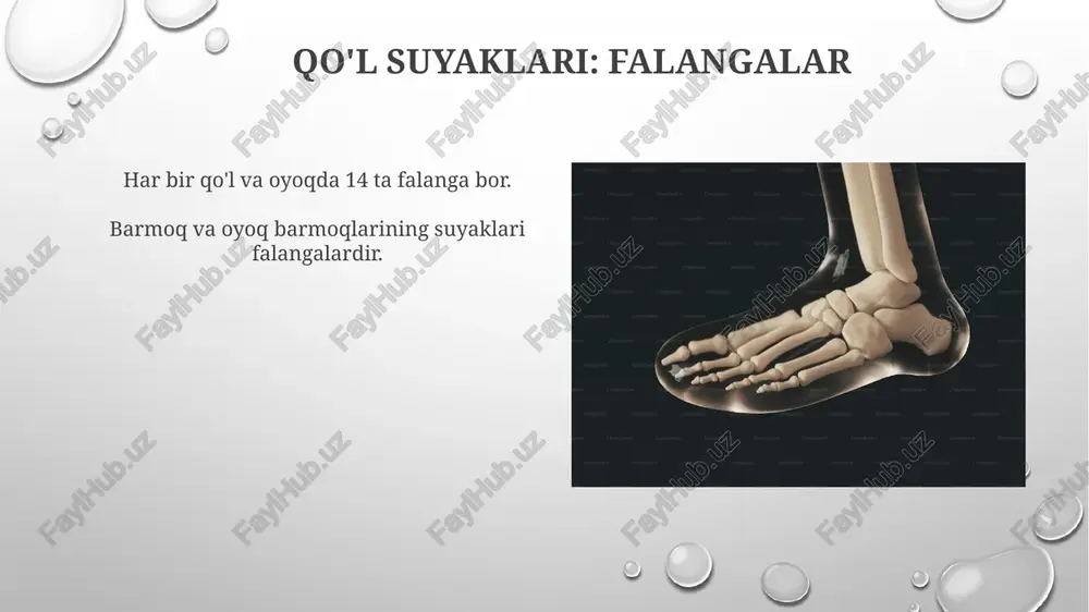 tasvirlash texnologiyalari - Page 5