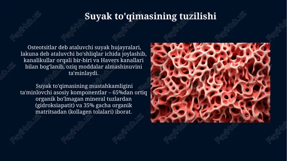 suyak to'qimasi - Page 5