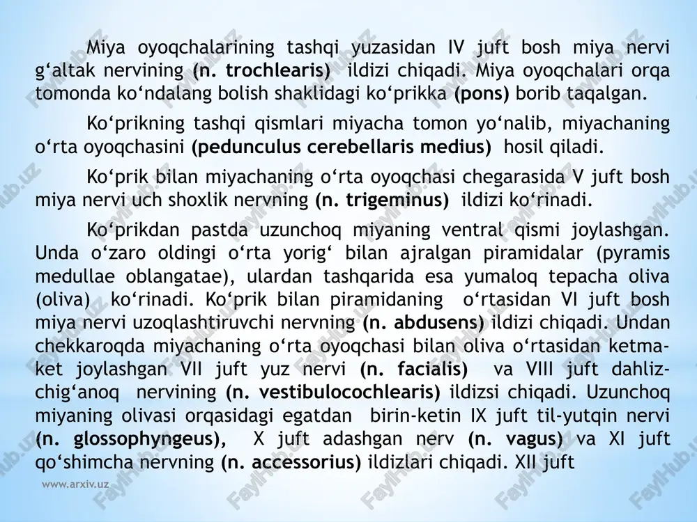 diana posterior) yon tomonlarida o‘zaro oraliq egat bilan bo‘lingan orqa miyaning nozik va ponasimon dastalari kengayib bo‘rtiqlar hosil qiladi. nozik dasta bo‘rtig‘i (tuberculum gracile) ichki, ponasimon dasta bo‘rtig‘i (tuberculum cuneatum) tashqi tomonda joylashadi. orqa yon egatdan (sulcus posterolateralis) ix, x, xi juft bosh miya nervlarining ildizi chiqadi. yon tizimchaning dorsal qismi ponasimon va nozik dastalardan chiqayotgan tolalar bilan qo‘shilib miyachaning pastki oyoqchasini (pedunculus cerebellaris inferior) hosil qiladi. www.arxiv.uz uzunchoq miya kesmasida (123-rasm) u oq va kulrang moddalar to‘plamidan iborat bo‘ladi. kulrang moddada muvozanat va harakatni muvofiqlashtirish, modda almashinuvi boshqaruvga aloqador bo‘lgan kulrang o‘zaklar joylashgan. 1.yon tomonda joylashgan o‘ng va chap pastki oliva o‘zaklari (nuclei olivaris inferiores) miyachaning tishli o‘zagi bilan bog‘langan bo‘lib, odamda muvozanatni boshqaruvchi oraliq o‘zak hisoblanadi. 2.to‘r formatsiya (formatio retecularis) bir- biri bilan chalkashib to‘r hosil qilgan nerv tolalari va ular o‘rtasida yotgan nerv o‘zaklaridan iborat. 3.to‘rt juft (ix-xii) bosh miya nervlarining o‘zaklari. 4.adashgan nerv o‘zagi bilan bog‘langan …