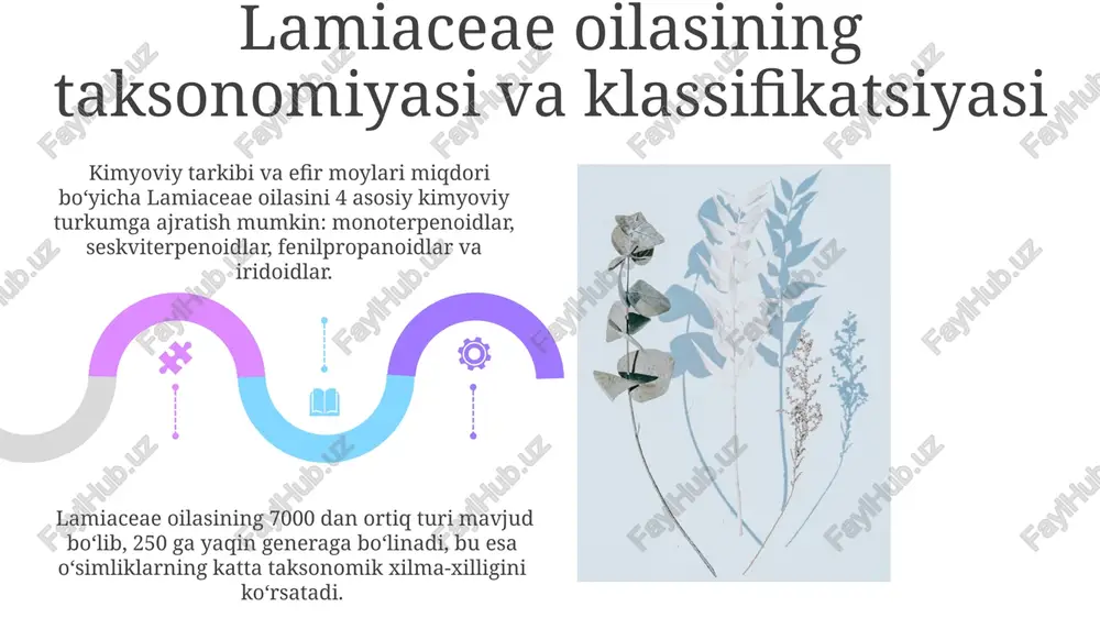lamiaceae oilasi - Page 5