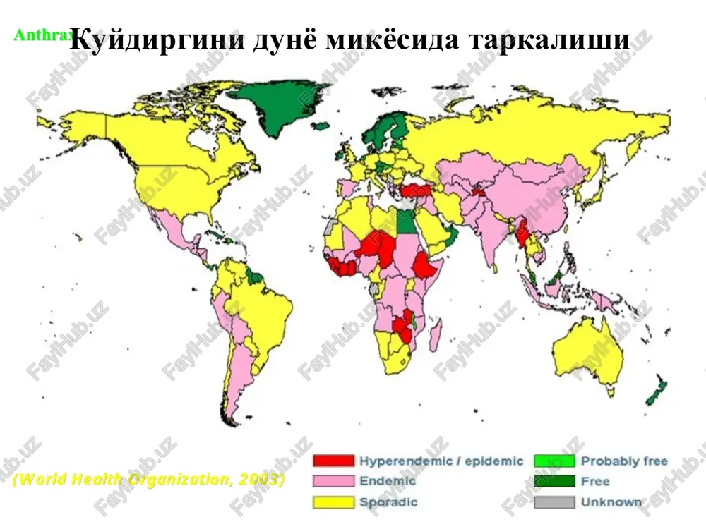 a u bolnix moglo razvivatsya klinicheskoe uluchshenie, dlyasheesya chasi ili dni, xotya eto proisxodilo ne vo vsex sluchayax. zatem u bolnogo razvivalis simptomi virajennoy sistemnoy (generalizovannoy) infeksii i sepsisa, s ostrim pod'emom temperaturi, intensivnoy potlivostyu, taxikardiey, vozmojno razvitie oteka grudnoy kletki i shei, zatrudnennoe dixanie oshushenie nexvatki vozduxa, i zatem – priznaki shoka i smert. smert mojet razvitsya v techenie neskolkix chasov s momenta poyavleniya etix terminalnix priznakov, i yavlyaetsya obichno rezultatom ingalyasionnogo zarajeniya, za isklyucheniem tex sluchaev, kogda provodilos rannee i intensivnoe lechenie antibiotikami. click to edit master title style kuydirgining ichak shaklini rivojlanishi inkubatsion davr 1- 6 kun (o'rtacha 2-5 kun) qorin o'lchamlarini kattalashishi qattiq qorin og'rishi infeksion-toksik shok yaqqol astsit belgilari qon aralash qusish qon aralash ich ketishi 25-60% hollarda o'lim (antibiotiklar ijobiy ko'rsatkich berishi mumkin) kasallikni yuqishi avj olish davri (kasallikning 2 - 4 kunlari) qorin og'rishi astsit belgilari qon aralash qusish ich ketishi qorin shishishi …