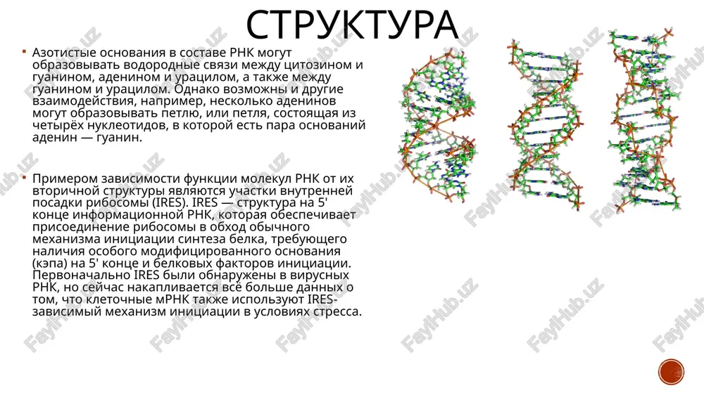 chered, ispolzuetsya v xode translyatsii kak matritsa dlya sinteza belkov. tem samim mrnk igraet vajnuyu rol v «proyavlenii» genov. dlina tipichnoy zreloy mrnk sostavlyaet ot neskolkix soten do neskolkix tisyach nukleotidov. samie dlinnie mrnk otmecheni u (+)ots rnk-soderjashix virusov, naprimer pikornavirusov, odnako sleduet pomnit, chto u etix virusov mrnk obrazuet ves ix genom. dnk neredko sravnivayut s chertejami dlya izgotovleniya belkov. razvivaya etu injenerno-proizvodstvennuyu analogiyu, mojno skazat, chto, esli dnk — eto polniy nabor chertejey dlya izgotovleniya belkov, naxodyashiysya na xranenii v seyfe direktora zavoda, to mrnk — vremennaya rabochaya kopiya cherteja otdelnoy detali, vidavaemaya v sborochniy tsex. sleduet otmetit, chto dnk ne soderjit cherteji vzroslogo organizma, a bolshe poxoja na «retsept» po ego izgotovleniyu. trnk trnk sinteziruyutsya obichnoy rnk-polimerazoy v sluchae prokariot i rnk-polimerazoy iii v sluchae eukariot. transkripti genov trnk podvergayutsya mnogostadiynomu protsessingu, kotoriy v kontse kontsov privodit k formirovaniyu tipichnoy dlya trnk prostranstvennoy strukturi. protsessing trnk vklyuchaet …