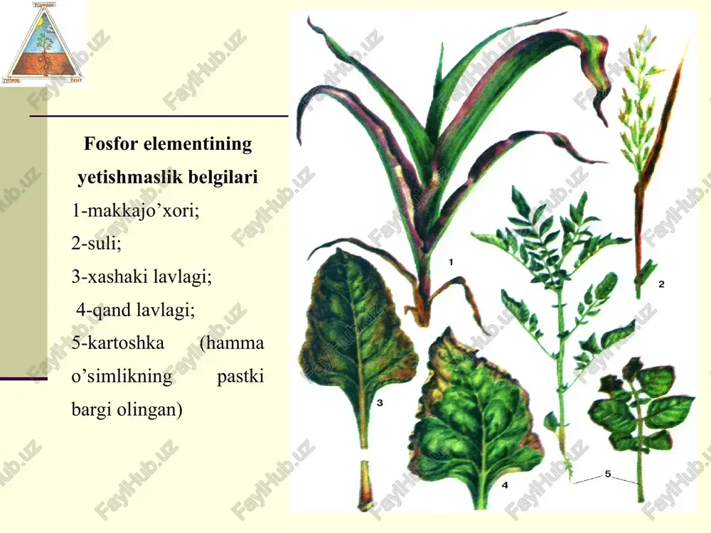 . fosforitlar tabiatda 2 xil holda: katta-katta xarsang holida yoki plast shaklida uchraydi. qoratov fosforitlari qalinligi 7metrgacha etadigan plast holidagi kon hisoblanadi. qoratov fosforitlari sifat jihatidan ham boshqa xom-ashyolardan ustun turadi: 29,6-35,6 % r2o5 2-2,5 %, al2o3, fe2o3 saqlaydi. ammo qoratov fosforitlarining bitta kamchiligi magniy miqdorining yuqori bo'lishidadir, bu uni qayta ishlashda xalaqit beradi. fosforli o’g’itlar suvda eriydigan fosfatlar suvda erimaydigan fosfatlar suvda va kuchsiz kislotalarda erimaydigan 1. oddiy superfosfat ca(h2po4)2*2h2o* *caso4 -16-20 % p2o5, (5-5,5 % h3po4, 40 % gips) 2. qo’sh superfosfat ca(h2po4)2 *h2o – 45 % p2o5, (2,5 % h3po4) 3. superfos 38-40 % p2o5 1. presipitat cahpo4 * 2h2o - 25-35 % p2o5 2. tomasshlak ca4p2o9 - 14 % p2o5 3. termofosfatlar - 18-34 % p2o5 4. ftorsizlangan fosfatlar ca3(po4)2 - 28-32 % p2o5, 5. eritilgan magniy fosfatlar 20% p2o5, 12 % mgo 1. foforit uni 25 % p2o5, - yuqori nav 22 % p2o5, - …