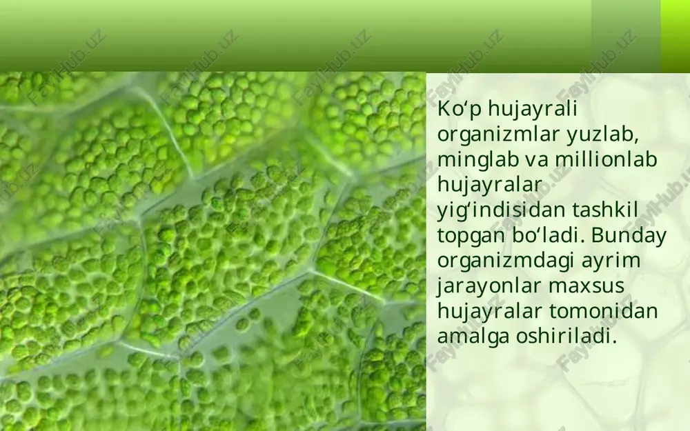 hujayra va uning tarkibiy qismlari - Page 5