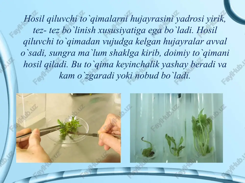 o`simlik to`qimalari. uning xillari va vazifalari - Page 5
