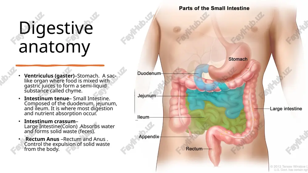digestive system - Page 5