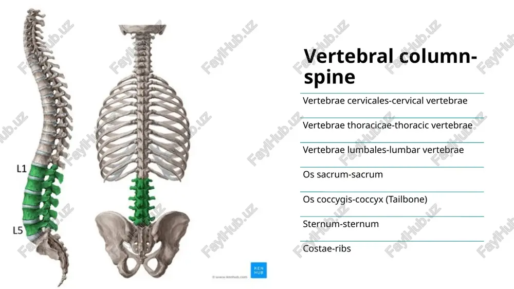 skeletal system - Page 5