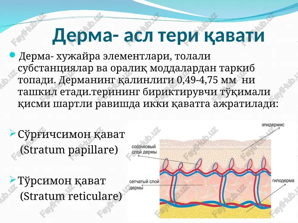 teri-inson tanasini qoplab turuvchi a'zo - Page 5