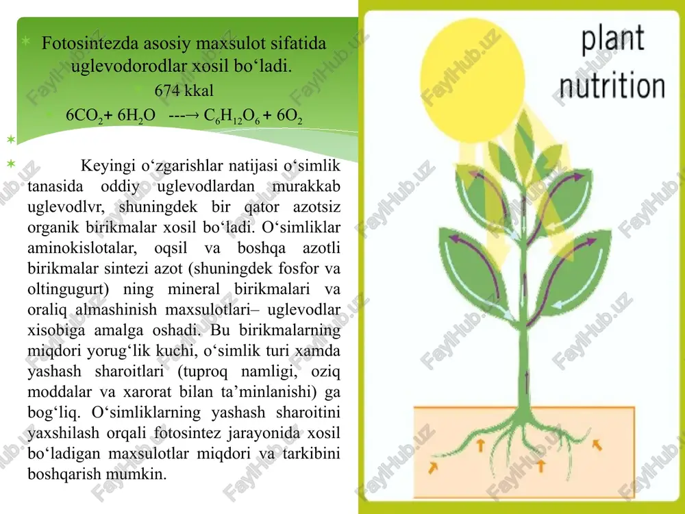 ab o‘q va popuk ildiz farqlanadi. asosiy ildiz yaxshi taraqqiy etib, boshka ildizlardan uzunligi va yug‘onligi bilan farq qilsa, o‘q ildiz, poyaning asosidan bir xil diametrli ipsimon ildizchalarga ajralib ketgan bo‘lsa, popuk ildiz deb yuritiladi. aksariyat o‘simliklarda asosiy va yon ildizlardan tashqari qo‘shimcha ildizlar xam shakllanadi. ular bajaradigan funksiyasiga ko‘ra o‘q va popuk ildizlarga yaqin tursada, vegetativ organlardan, ya’ni poya va bargdan xosil bo‘lishi bilan farqlanadi. qo‘shimcha ildizlar o‘simliklar xayotida katta axamiyatga ega: ildiz tizimi xajmini oshiradi, asosiy va yon ildizlar nobud bo‘lganda, ularning o‘rnini bosadi. yashash sharoiti va ekologiya ta’sirida turli-tuman shakli o‘zgargan ildizlar xam yuzaga kelishi mumkin. bunday ildizlar jumlasiga zaxira to‘plovchi, odimlovchi, nafas olish va surgich ildizlarni kiritish mumkin. ildiz tizimi rivojlanishning dastlabki bosqichlarida o‘simliklarning er usti qismiga nisbatan tezroq rivojlanadi. o‘simliklarning biologik xususiyatlaridan kelib chiqqan xolda ildizning morfologik tuzilishi, shakllanish dinamikasi, rivojlanish sur’ati va tuproqqa kirib borish chuqurligi xar xil bo‘ladi. o‘simliklarning ildiz tizimi: tiplari, tuzilishi …