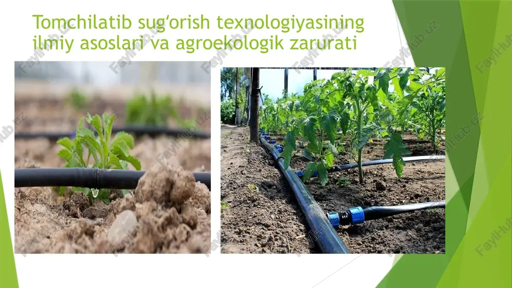 iridir. ushbu maqolada tomchilatib sugʻorish tizimining amaliy qoʻllanilishi, texnologiyasi, afzalliklari hamda hosildorlikka ta’siri ilmiy va amaliy ma’lumotlar asosida yoritiladi. i. tomchilatib sugʻorish tizimi haqida umumiy ma’lumot tomchilatib sugʻorish tizimi – o‘simlik ildiz zonasiga suvning tomchi holatida, miqdor bilan yetkazilishini ta’minlaydigan zamonaviy irrigatsiya tizimi hisoblanadi. bu usulda suv to‘g‘ridan-to‘g‘ri o‘simlikka beriladi, ortiqcha suv yo‘qolishi, bug‘lanish yoki yerga singib ketishi kamayadi. 1.1 tizimning asosiy qismlari: nasos bloki – suvni bosim bilan yuboradi. filtrlash tizimi – suvdagi qum, loy, boshqa moddalardan tozalaydi. suv taqsimlagich quvurlar – asosiy magistral quvur va tomchilatkichlar. fertigatsiya tizimi – o‘g‘itlarni suv bilan birga uzatish imkonini beradi. vv1.2 afzalliklari: suvdan 40–60% gacha tejash. tuproq strukturasini buzmaslik. o‘simliklarga to‘g‘ridan-to‘g‘ri ozuqa yetkazish. barglarga suv tushmaydi – kasalliklar kamayadi. hosildorlik va meva sifati oshadi. ii. uzumzorlarda tomchilatib sugʻorish tizimini joriy etish uzum o‘simligi chuqur ildizga ega bo‘lgan, issiqsevar va mo‘tadil namlikni talab qiladigan madaniy o‘simlikdir. tomchilatib sugʻorish tizimi uzumzorlarda suv resurslarini tejash …