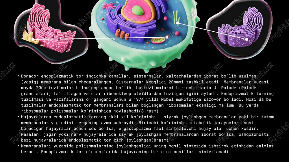 lizosomalar membranali hujayra ichi tuzilmalari sifatida 1955 yilda belgiyalik bioximik de dyuv tomonidan topilgan bo'lib, ularni o'rgangani uchun olim nobel mukofotiga sazovor bo'lgan. kallamush jigaridan olingan fraksiyalarni o'rganish mobaynida olim ularning ba'zilari turli moddalarni parchalash xususiyatiga ega bo'lgan gidrolitik fermentlarga ega ekanligini payqaydi. bu fermentlar maxsus sitoplazmatik tanachalar lizosomalar ekanligi va ularning fermentlari faqatgina lizosoma membranasi shikastlanganda, shok holatlari yuzaga kelganda, yoki lizosomalarning o'zi boshqa bir vakuola bilan qo'shilganda faolashadi.lizosomalarning membranasi polisaxaridlardan tuzilgan. lizosomalarda 40 ga yaqin gidrolitik fermentlar bo'lib, turli moddalarni parchalash xususiyatiga ega.yangi hosil bo'lgan lizosomalar birlamchi lizosomalar deyiladi, ularning fermentlari passiv bo'ladi. morfologik tiplari: morfologik jihatdan lizosomalarning 4 tipi farqlanadi: birlamchi lizosomalar, ikkilamchi lizosomalar, autofagosomalar, telolizosomalar ( qoldiq tanachalar) birlamchi lizosomalar - mayda 100nm kattalikdagi vakuolalar bo'lib, ichi fosfataza fermentiga to'lgan bo'ladi. bu ferment donador endopalazmatik to'rda sintezlanib, diktiosomalarning proksimal qismiga o'tadi va u yerdagi mayda vakuolalar tarkibiga kiradi va birlamchi lizosomalarlarni hosil qiladi. keyinchalik birlamchi lizosomalarlizosomalar …