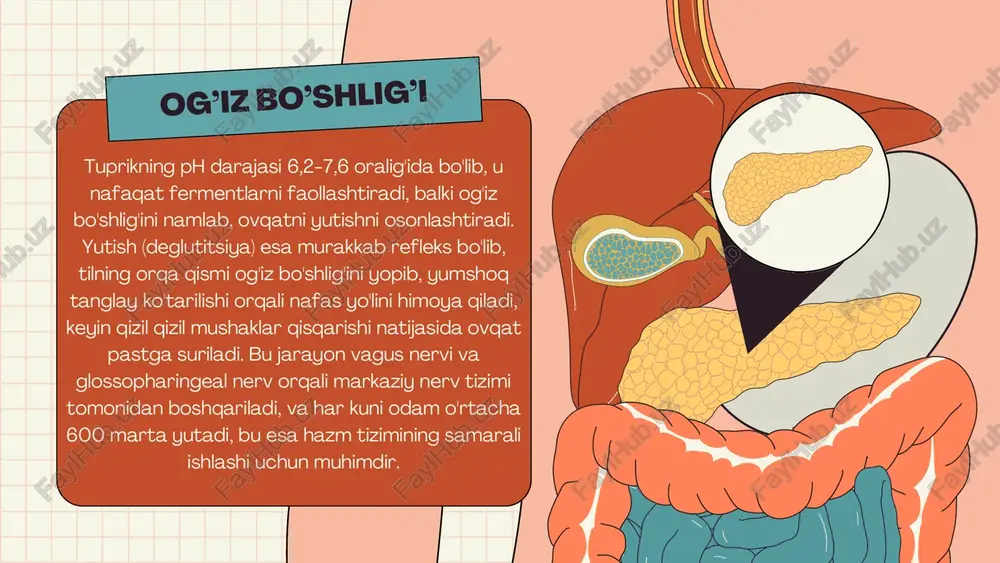 hazm fizologiyasi - Page 5