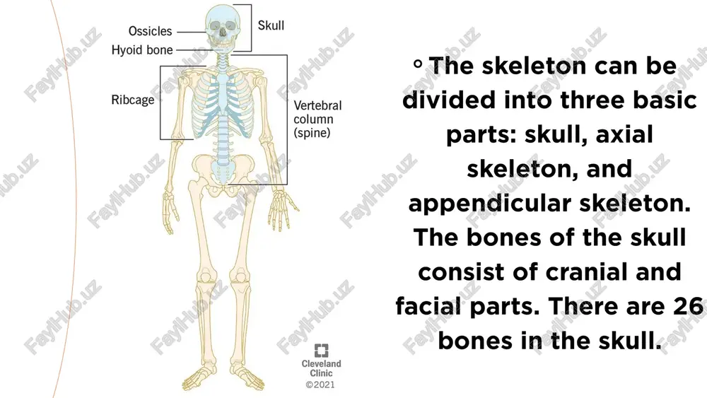 the skeleton - Page 5