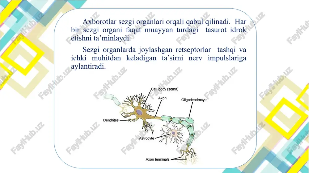 sezgi organlari - Page 5