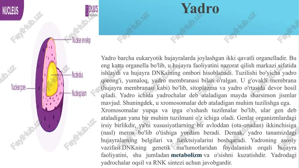 oplazmasida erkin kuzatilgan. ribosomal rnk va ribosoma oqsillari birgalikda ribosomalarni tashkil etadigan ikkita komponentdir. ribosomalarning asosiy vazifasi hujayraning omon qolishini ta'minlaydigan barcha tirik hujayralardagi oqsil sintezini o'z ichiga oladi. golji apparati golji kompleksi yoki golji tanasi kabi bir nechta nomga ega. bu ism organellani, ya'ni kamillo goljini kashf etgan olim nomiga berilgan. u barcha eukaryotik hujayralar, o'simliklar va hayvonlarda uchraydi. ular hujayra sitozolida joylashgan membrana bilan bog'langan organellalardir. keling, golji majmuasi haqida ko'proq bilib olaylik. golji apparati golji tanasi 5 dan 8 gacha kosa shaklidagi bo'linmalardan iborat bo'lib, sisternalar deb ataladi. cisternae - golji apparatini tashkil etuvchi tekislangan, disk shaklidagi, yig'ilgan qoplar. golji stekida asosan 4 dan 8 gacha sisternalar mavjud. biroq, ba'zi protistlarda ~ 60 sisterna topiladi. sutemizuvchilar hujayrasida ~40 dan 100 gacha sisternalar mavjud. hayvonlar hujayralarida odatda har bir hujayrada 10 dan 20 gacha golji steklari mavjud bo'lib, ular quvurli ulanishlar bilan bog'langan. golji kompleksi asosan yadro yaqinida …