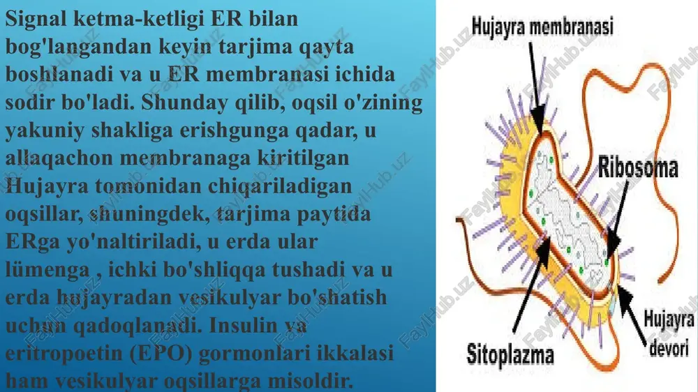 hujayra organoidlari - Page 5
