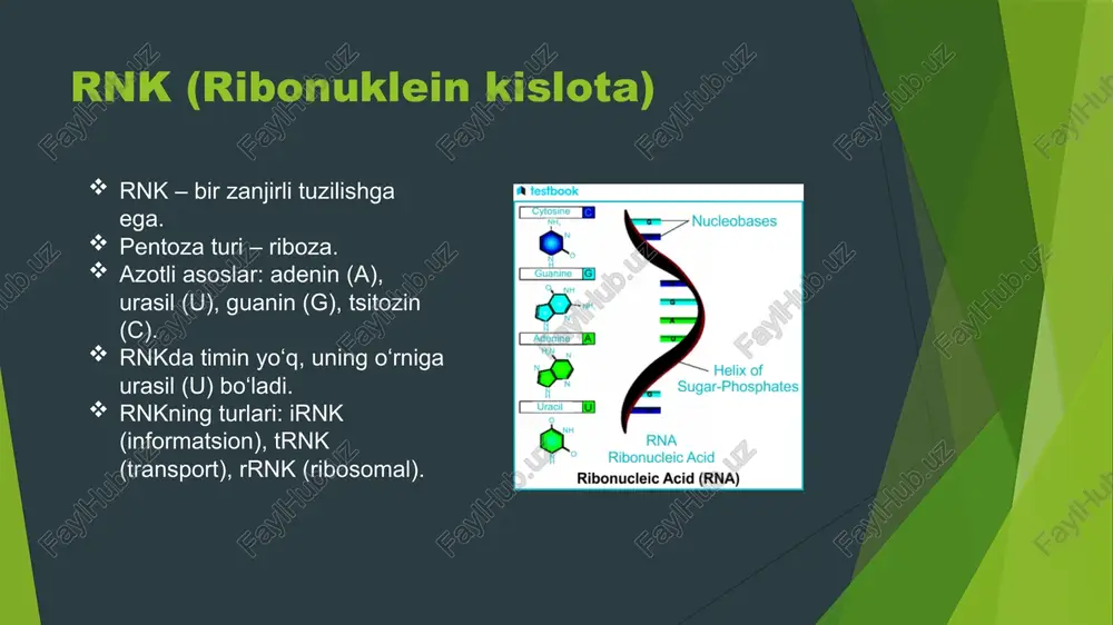 irsiyatning molekulyar asoslari - Page 5