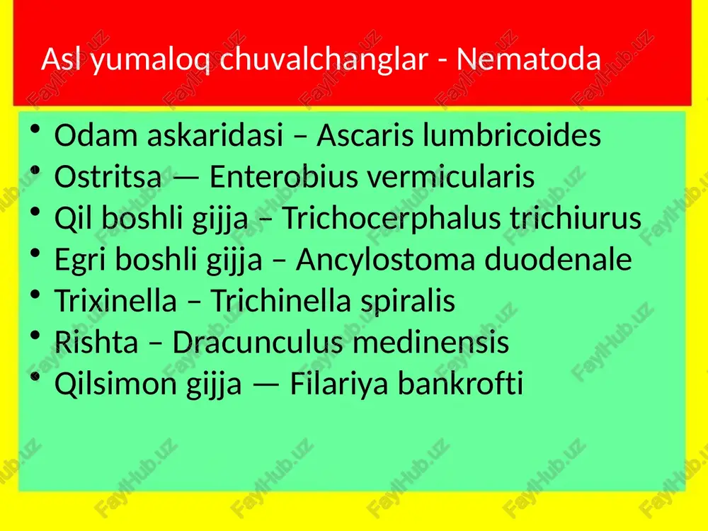 el'mintlarga kiradi, hamma joylarda tarqalgan. trixosefalez - antroponoz kasallikdir. tanasining "qilsimon" qismida qizilo‘ngach, kengroq keyingi qismida ichak va jinsiy a'zolar joylashgan. jinsiy dimorfizm yaqqol bilinib turadi. qon bilan ovqatlanadi. qilboshli gijja (trichocephalus trichiurus) – trixosefalez qo‘zg‘atuvchisi hayot sikli. axlat orqali ajratiladigan tuxumlar tuproqqa tushib qulay haroitlar (namlik, harorat, kislorod) mavjud bo‘lsa 3-4 hafta ichida rivojlanib, invazion xolatga etadi. odamga tuhxumlar qaynatilmagan suv, zararlangan ovqat mahsulotlari, yaxshi yuvilmagan sabzavot, ko‘katlar orqali alimentar usulda yuqadi. parazitning yetuk shakli odam organizmda 5-6 yilgacha yashashi mumkin. patogen ta'siri. parazit hayot faoliyati mahsulotlari zaharli ta'sir etadi, natijada ichak funksiyasi buziladi, bosh aylanish va kamqonlik va tutqanoq alomatlari (ayniqsa bolalarda) kuzatiladi. laboratoriyada tashhis qo‘yish uchun axlatdan tuxumlar tekshiriladi. profilaktikasi. askaridoznikiga o‘xshaydi. 26 egri boshli gijja (ancylostoma duodenale) – ankilostomoz qo‘zg‘atuvchisi parazitning odamda yashash joyi. odamning 12 barmoqli ichagida parazitlik qiladi. ankilostomoz - antroponozlar guruhiga kiradi. geografik tarqalishi. ankilostoma geogelmint bo‘lib, tropik va subtropik mamlakatlarda, markaziy osiyoda, …