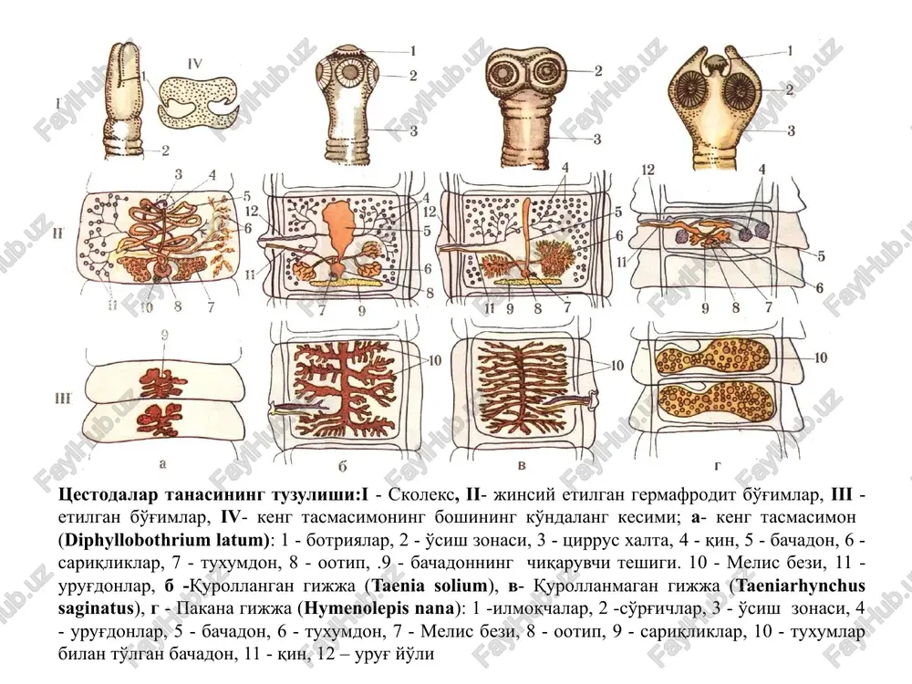 n rentgenologik, ultratovush va immunologik tekshirishlar o‘tkaziladi. profilaktikasi. shaxsiy profilaktikasi xom yoki yaxshi pishirilmagan cho‘chqa go‘shtini iste’mol qilmaslik. jamoat profilaktikasi - bozorlarda va go‘sht kombinatlarida veterinariya - sanitariya nazoratini yaxshi yo‘lga qo‘yish, cho‘chqa fermalarida ishlaydiganlarni tibbiy ko‘rikdan o‘tkazib turish orqali amalga oshiriladi. odam kuzidagi – sistetserk(cho’chqa solityori) pakana gijja (hymenolepis nana) gimenolepidoz kasalligining qo’zgatuvchisi ingichka ichakda parazitlik qiladi xamma joyda uchraydi uzunligi – 2 sm skoleksida 4ta surgichi va ilmoqlari, qamda xartum joylashgan strobilada bo’gimlar soni 200ga yetishi mumkin finnalari sistitserkoid deb nomlanadi pakana gijja (hymenolepis nana) hayot sikli. odam ham definitiv, ham asosiy xo‘jayin hisoblanadi. odamda invazion bosqich tuxumlar bo‘lib, alimentar usulda yuqadi. ichakda tuxumdan onkosferalar chiqib, ichak vorsinkalariga ichiga kiradi va u erda birnechta kun davomida finnalar (sistiserkoidlar)ga aylanadi. sistiserkoidlar ichak bo‘shlig‘iga chiqib, shilliq pardaga yopishadi va rivojlanib, voyaga etadi, 1-2 oygacha yashaydi. tuxumlar ichakdan chiqmasdan rivojlanishi mumkin (autoinvaziya). ko‘pincha tashqariga chiqqan tuxum, o‘z-o‘ziga qaytadan yuqishi mumkin (autoreinvaziya). …