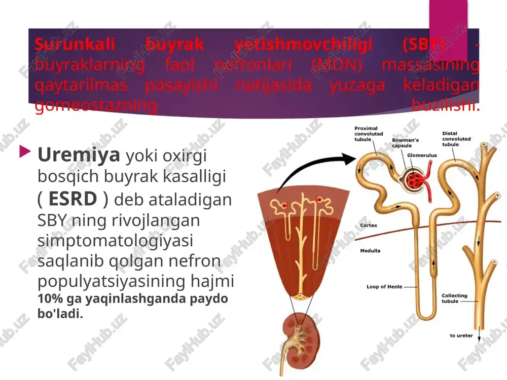 lsiv tutilishlar), polinevopatiya (paresteziya, qichishish, yonish hissi va qo'l va oyoqlarda zaiflik, reflekslarning pasayishi). siydik chiqarish sindromi: izohipostenuriya , proteinuriya, silindruriya , mikrogematuriya. terminal bosqichida ko'pincha - teri orqali karbamid kristallarining chiqishi bilan bog'liq terining qichishi, bu ba'zida uremik "qora muzlash" shaklida ko'rinadi. - teri va shilliq pardalarning tirnash xususiyati tufayli ko'pincha pustular kasalliklar paydo bo'ladi. - "uremik toksinlar" ning kechikishi bilan paresteziya, burundan qon ketish, tish go'shtidan qon ketish, oshqozon-ichak, bachadon, teri osti qon ketishi bilan bog'liq. differentsial diagnostika gfrni hisoblash differentsial tashxisning barcha muammolarini hal qiladi. agar glomerulyar filtratsiya yetishmovchiligi bo'lsa, sby tashxisini qo'yish mumkin , agar bo'lmasa, u yo'q. neo-oliguriya aki shakli - gfr tashxisini talqin qilishda ba'zi noaniqliklar mavjud bo'lgan yagona holat . normokromik anemiya mavjudligi sby foydasiga. izostenuriya bilan tavsiflanadi . nisbiy zichlik 1,018 dan yuqori bo'lsa, sbyga qarshi ko'rsatadi. siydikning nisbiy zichligining pasayishi, sby dan tashqari, ortiqcha suyuqlik iste'mol qilish, diuretiklarni qo'llash va qarish …