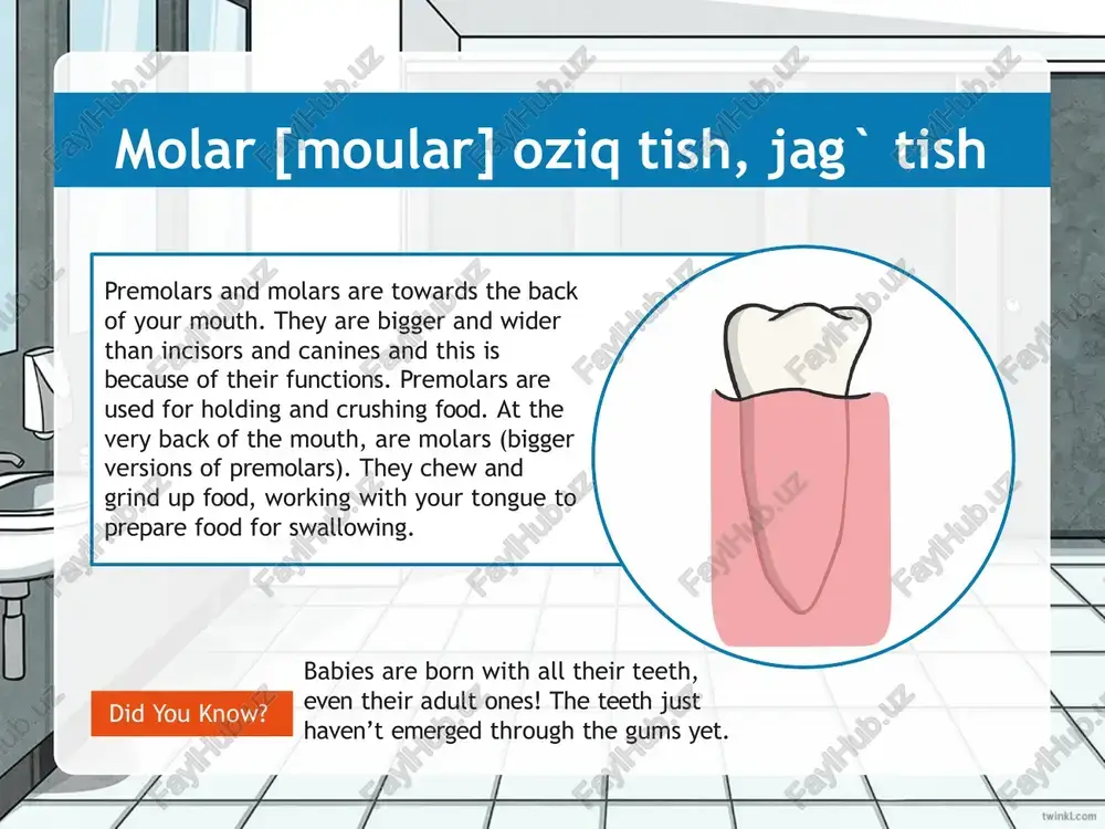 incisors - Page 5