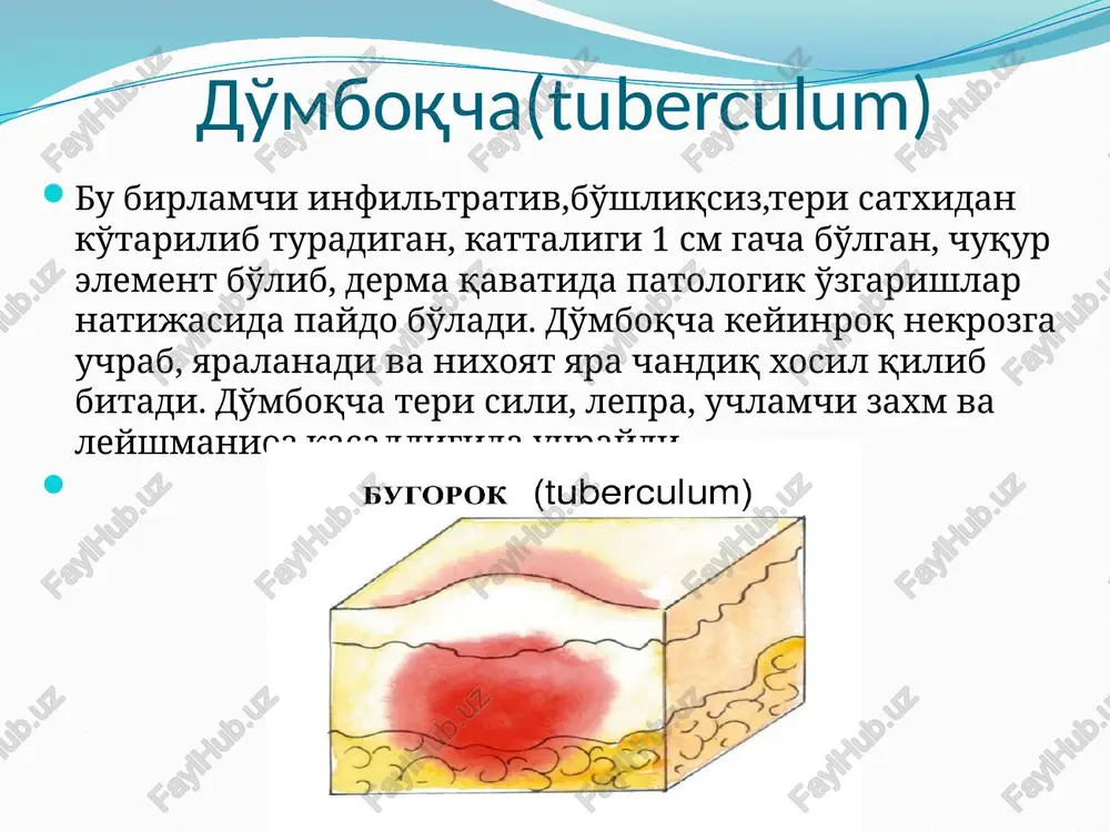 birlamchimorfolagikelementlar - Page 5