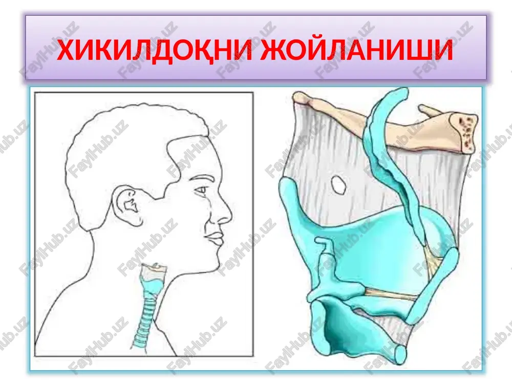 g'ilish) bosqichi: bu bosqichda bemor o'ta charchagan, atrofga befarq,tashqi ta'sirga javob yo'q, nafasni to'xtab-to'xtab oladi, nafasni olishni bu ko'rinishini cheyn-stoks turi deb yuritiladi. xiqildoqni qisilishini davolash xiqildoq qisilishini kompensatsiya va subkompensatsiya bosqichlarida o'z vaqtida chora ko'rilsa, (konservativ) dorilar bilan davolashni imkoniyati bo'ladi, dekompensatsiya bosqichida darxol intubatsiya yoki traxeostomiya qilinishi zarur, asfiktsiyada esa tezlik bilan konikotomiya o'tkaziladi va nafas olish tiklanib, bemorni axvoli yaxshilangandan so'ng traxeotomiya qilinadi. traxeotomiya va traxeostomiya traexeotomiya o'tkazish uchun ko'rsatmalar: -nafas yo'llariga tushgan yot jismlarni boshqa usullar bilan olishni imkoniyati bo'lmaganda. -nafas yo'llaridagi ayrim kasalliklarda (o'tkir laringotraxeit, xiqildoqni qisilishi va shishida) qo'yilgan intubatsiyadan 2-3 kun ichida foyda bo'lmaganda. -o'tkir zaxarlanish natijasida o'pkada yallig'lanish va atelektaz jarayoni paydo bo'lganda. -nafas yo'llari faoliyati izdan chiqishi natijasida,bu joydagi ajralmalarni yo'talib chiqrish jarayoni buzilganda. -xiqildoq mushaklari va asab tomirlarini falajlanishi natijasida nafas yorig'i torayib qolganda, -ko'krak qafasi va bosh miya jaroxatlarida nafas yo'llarini faoliyati va nafas olish jarayoni buzilganda. -xiqildoqni va …