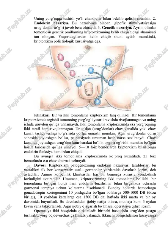 hi mexanik omillar bo`lishidir.moyak ektopiyasida, odatda, operatsiya 6 yoshda bir bosqichda qilinadi. chunki hamma hollarda urug` tizimchasining uzunligi yetarli bo`ladi. prognozi, odatda, davolaganda yaxshi bo`ladi. moyakning kesishgan ektopiyasi esa davolashni talab qilmaydi. varikotsele. urug` tizimchasi vena tomirlarining kengayishi varikotsele deb ataladi. etiopatogenezi. xastalik rivojlanishida urug`don venalarida bosimning ko`tarilishi hamda tomirlar tonusining pasayishi katta ahamiyatga ega. urug` tizimchasi atrofi pardasining zaifligi ham varikotselega moyillik tug`diradi. chap urug`don venasida bosim ko`tarilishining sababi, uning buyrak venasiga ma’lum burchak ostida qo`shilishi hamda buyrak venasining o`ziga xos torayishidir. bu hol varikotselening chap tomonda uchrashiga sabab bo`ladi. klinikasi. rivojlanish darajasiga bog`liq. boshlanish davrida shikoyatlar bo`lmaydi. kasallik rivojlangan sari urug`don, urug` tizimchasi, chot orasi va chov kanali tomonlarida og`riq paydo bo`ladi. yorg`oqdagi og`riq yuk ko`targanda kuchayadi. qarab ko`rganda yorg`oq terisi va urug`don ko`proq osilganligi, teri ostidagi urug` tizimchasi venalari tugunlashganligi va kengayganligi aniqlanadi. paypaslaganda urug` naychasi va uning vena tomiri qalinlashgan, chuvalchangsimon va xamirsimon ko`rinishda bo`ladi. ayrim …
