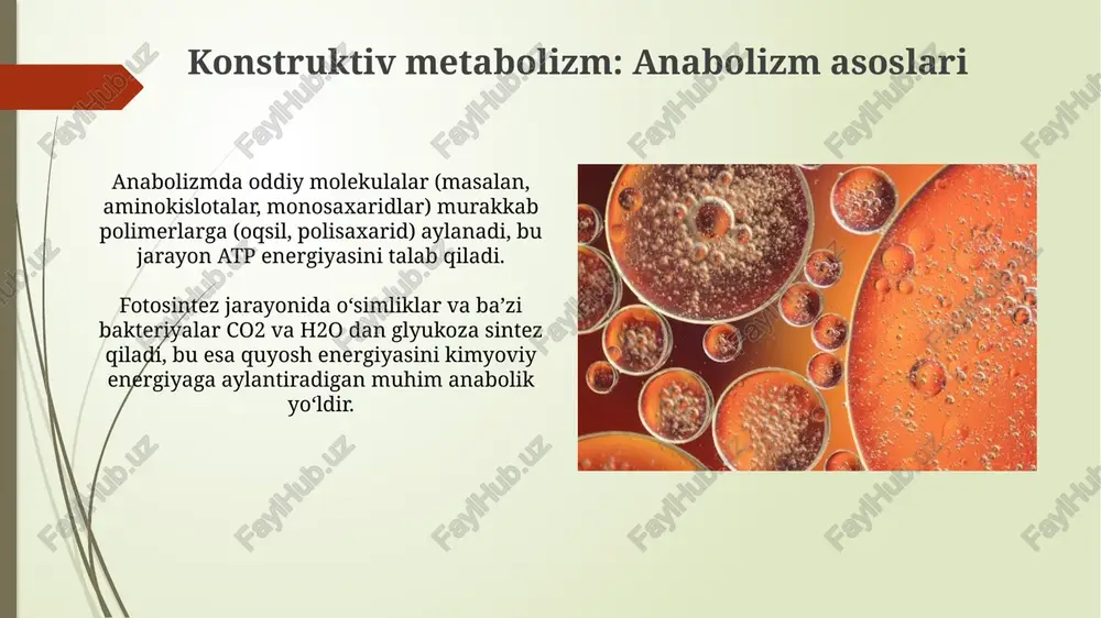 bakteriyalarni fiziologiyasi - Page 5