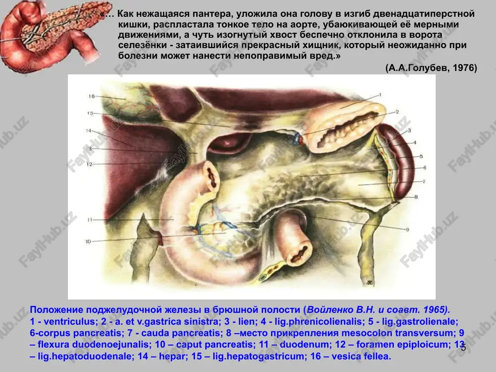 erez 48-72 chasa «po trebovaniyu» ‹#› laparoskopiya pokazana patsientam s peritonitom, v tom chisle pri nalichii uz priznakov svobodnoy jidkosti v bryushnoy polosti pri neobxodimosti differentsirovki diagnoza s drugimi zabolevaniyami organov bryushnoy polosti pri stoykom povishenii vnutribryushnogo davleniya do 25 mm rt. st. ‹#› pokazaniya k laparotomnomu vmeshatelstvu rasprostranennie infitsirovannie formi pankreonekroza (v tom chisle, pri neeffektivnosti transkutannogo drenirovaniya) neeffektivnost kompleksnoy konservativnoy terapii sterilnogo pankreonekroza (stoykaya ili progressiruyushaya poliorgannaya nedostatochnost) stoykoe povishenie vnutribryushnogo davleniya svishe 25 mm rt. st. ‹#› xirurgicheskie dostupi k podjeludochnoy jeleze: 1 – praviy transrektalniy razrez; 2 – verxniy sredinniy razrez; 3 – poperechniy razrez (shprengel); 4 – kosopoperechniy razrez (s.p.fedorov); 5 – ugloobrazniy razrez (cherni); 6 – kosopoperechniy razrez (aird); 7 – ugloobrazniy razrez (rio-branko); 8 – leviy transrektalniy razrez; 9 – poyasnichniy razrez dlya podxoda k telu i xvostu jelezi; 10 – poyasnichniy razrez dlya podxoda k golovke jelezi. ‹#› drenaj penroza -mikulicha konstruktivnie …