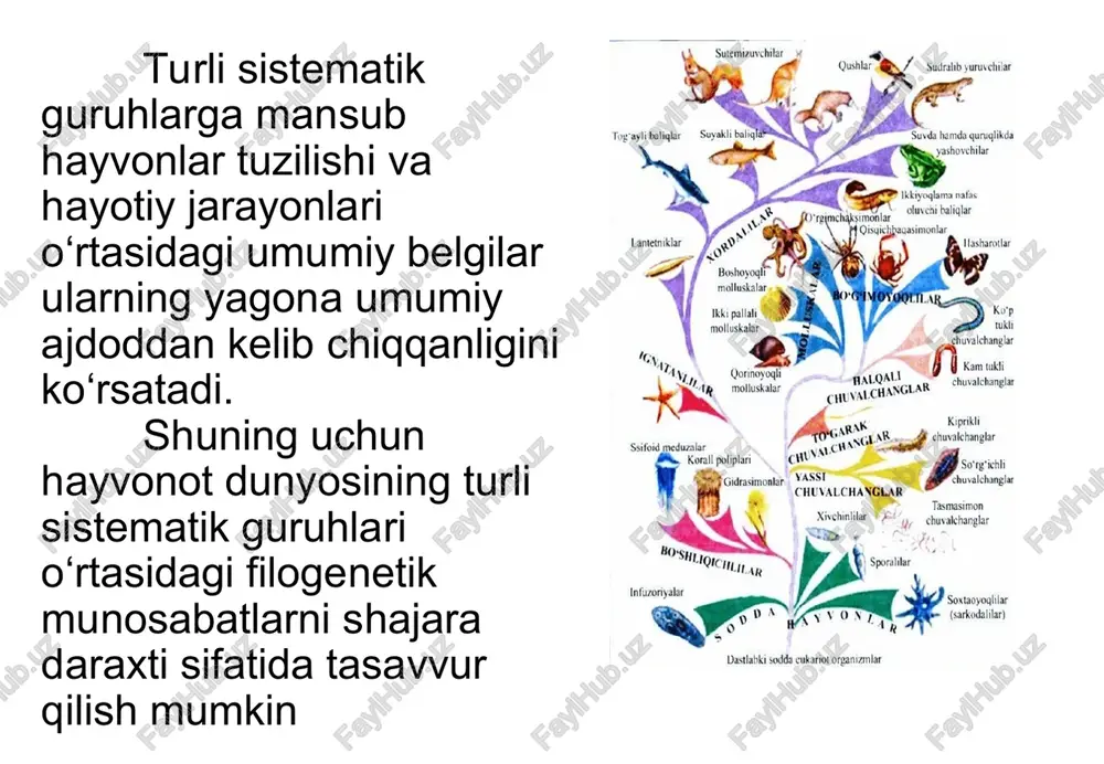 hayvonot dunyosidagi evolyutsion o'zgarishlar - Page 5