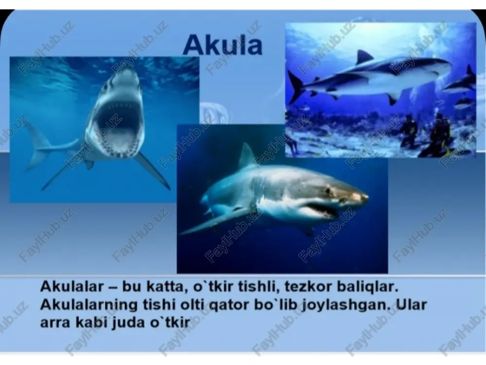 akulalar - Page 5