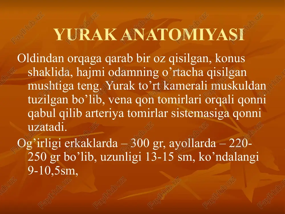 yurak anatomiyasi - Page 5